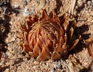 Karoo Canyons